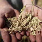 Tohum Ve Fide Uretiminde Yeni Adimlar Atiliyor